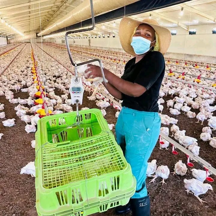 Eagles Poultry And Dairy Farm